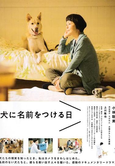 為狗狗命名的日子DVD,狗狗沒有家DVD,露天商城露天DVD-www.rutenmall.com