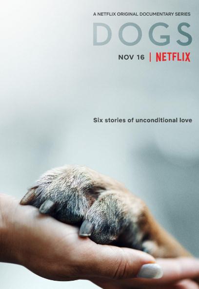 摯狗伴我行DVD,愛犬情深DVD,露天商城露天DVD-www.rutenmall.com